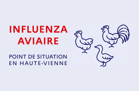 Influenza aviaire : point de situation en Haute-Vienne
